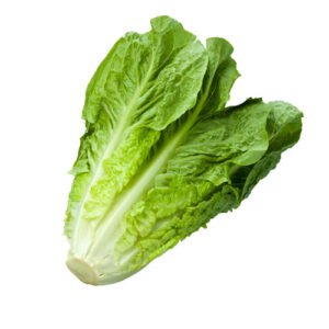 fresh lettuce romain